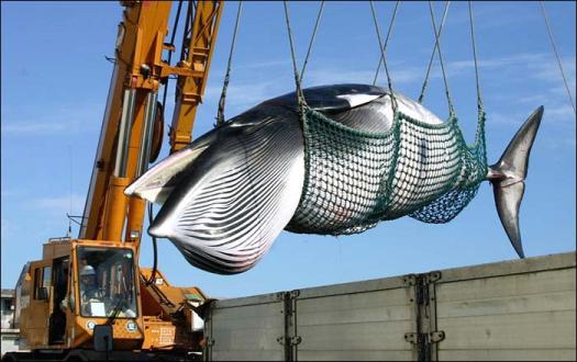 whaling