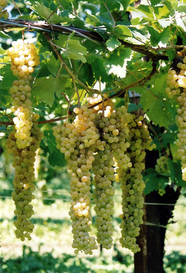 vino-dannata