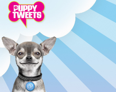 Puppy Tweets, anche i cani usano Twitter