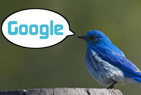 Google Twitter