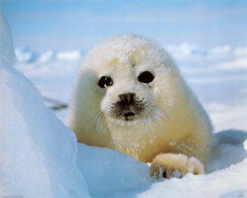 Piccola foca