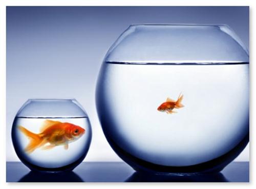 Strategia Social