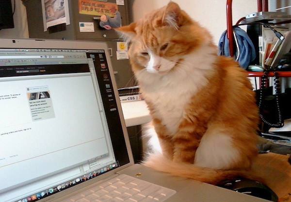 Facebook animali