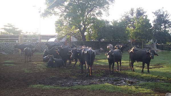 Foto di un gruppo di bufale